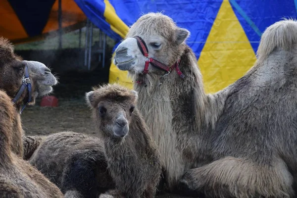 the Camel family in front of the big Top