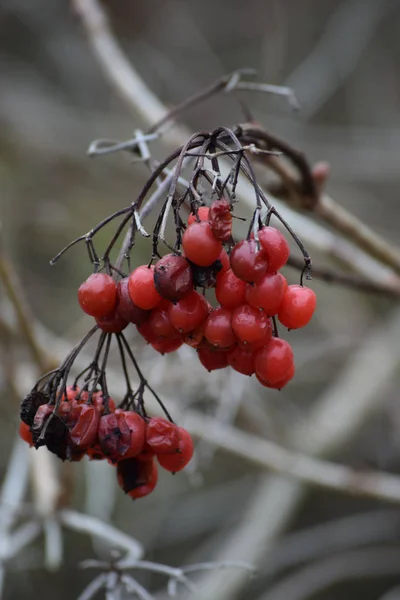 Плоды Обыкновенного Снежного Кома — стоковое фото