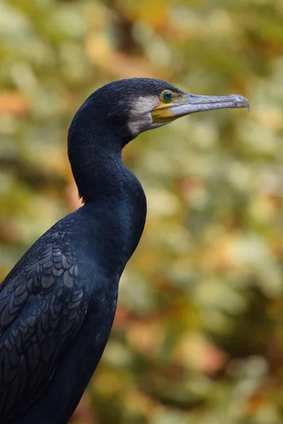 Portrait Cormoran Automne — Photo