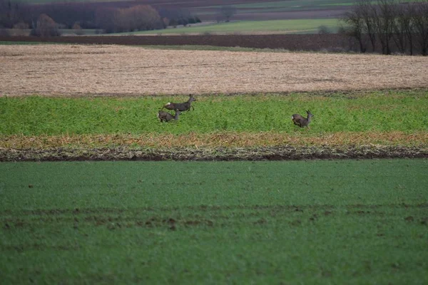 Rehe Fliehen Der Freien Natur — Stockfoto