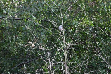 a long-tailed Tit clings to a Thorn bush