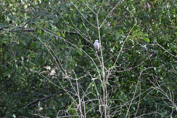 Tit Cauda Longa Agarra Arbusto Espinho — Fotografia de Stock