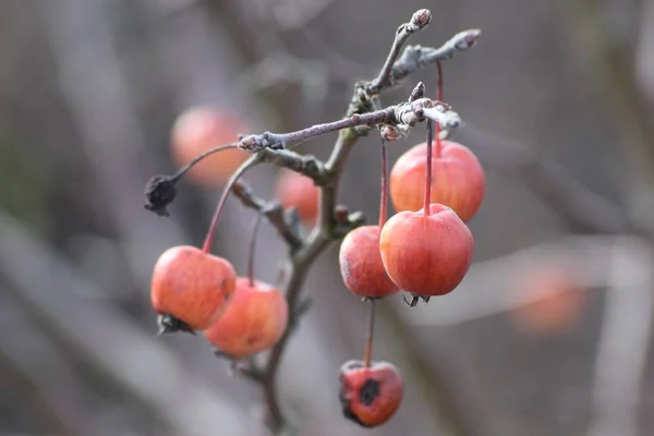 Декоративные Яблони Утреннем Свете — стоковое фото