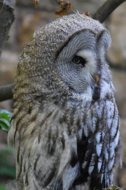 Büyük Gri Baykuş Şubede oturuyor 