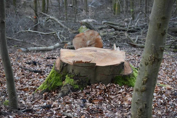 Nysågad Bok Ligger Skogsgolvet — Stockfoto