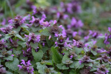 Mor Ölüm Isırganı Yol kenarında