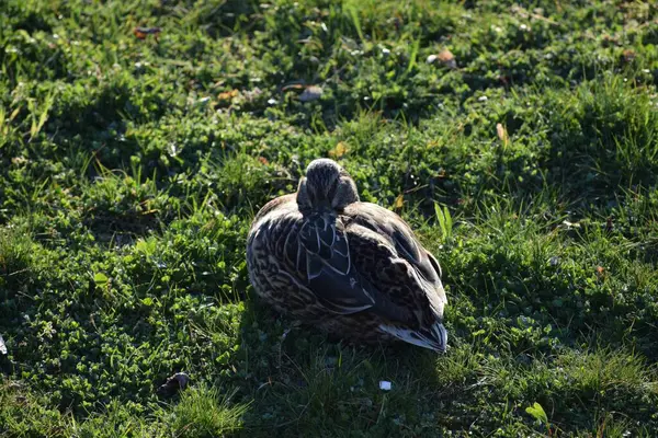 Tempo Perfeito Para Dormir Para Pato — Fotografia de Stock