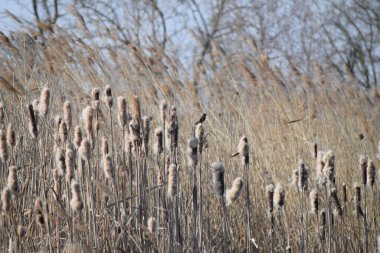 Bulrush 'taki Dunnock Quarry Gölü' nde