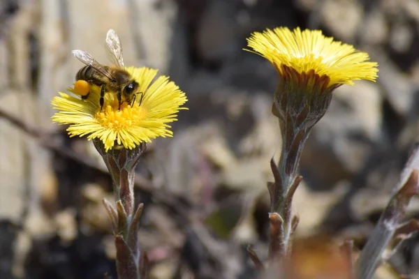 Pszczoła Grubymi Workami Pyłkami — Zdjęcie stockowe