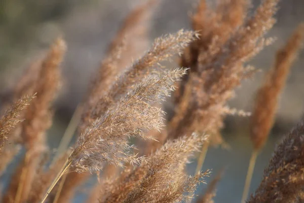 Canne Primavera Ondeggiano Sole — Foto Stock