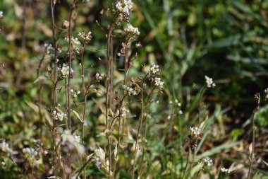 Yabani otun üzerindeki Yırtık Arı