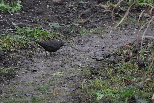 Blackbird Intenta Encontrar Una Ruta —  Fotos de Stock