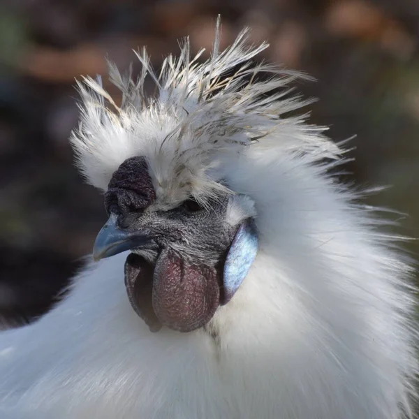 Pollo Silkie Macho — Foto de Stock