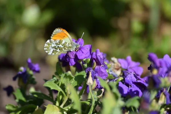 Oranžová Špička Motýla Fialové — Stock fotografie