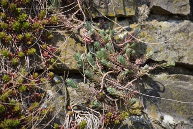 Üzüm bağının duvarında güzel bir taş parçası.
