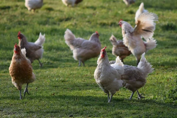 Bir tavuk çiftliğinin ilk saatlerinde