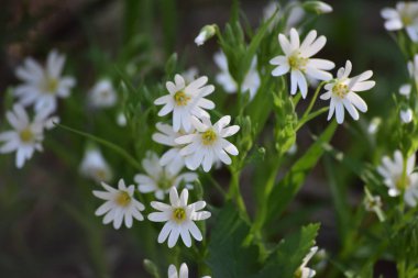 Ormandaki güzel beyaz dikişotu.