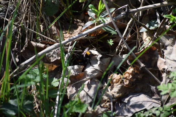 Buff Tailed Bumblebee Bosque — Foto de Stock