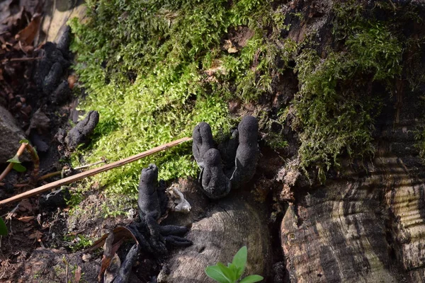 在高山花园里的死鼹鼠 — 图库照片