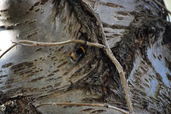 Zahrada Bumblebee Třešňovníku — Stock fotografie
