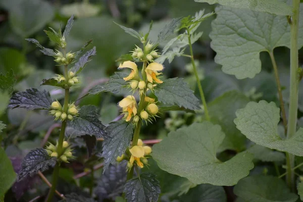 Flera Nettles Skogssluttning — Stockfoto