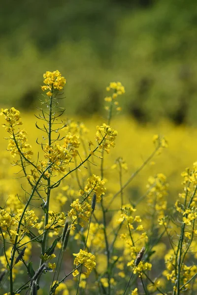 Senapsplantan Åkern Bredvid Forest — Stockfoto