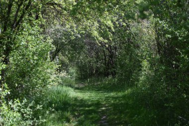 Özellikle bir doğa deneyimi yoluna giden romantik bir yol.