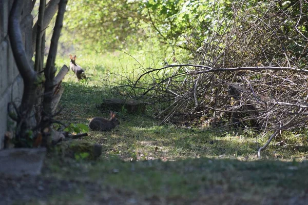 Wild rabbit crouched and running away