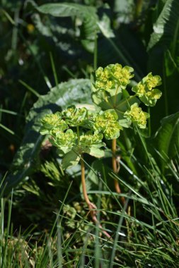 Yosun güneşe doğru uzanıyor.