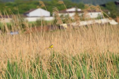 Yellow Wagtail in the Reed 