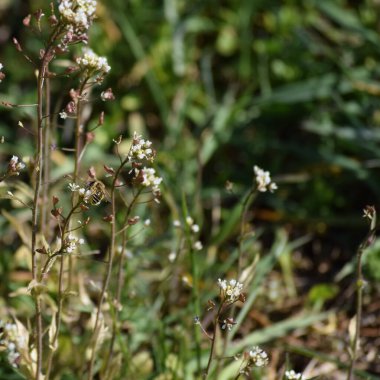 Bee 'li sıradan Shepherd' ın çantası.