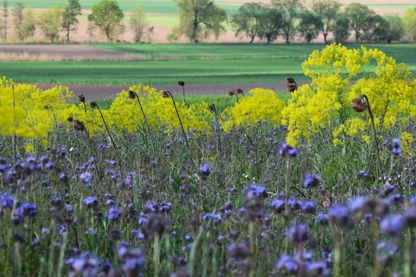 Geleneksel tarım, böcek çayırlarıyla değişmektedir.