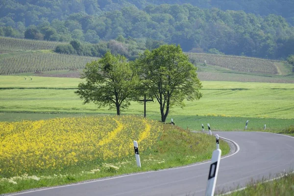 Country Road Confusing Cornering — Stock Photo, Image