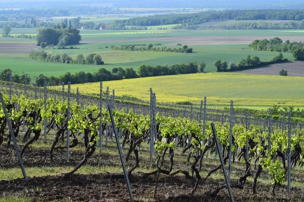 Typical Franconian Vineyard Sunshine — Stock Photo, Image