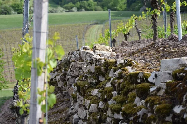 Stone Wall Vineyard — Stock Photo, Image