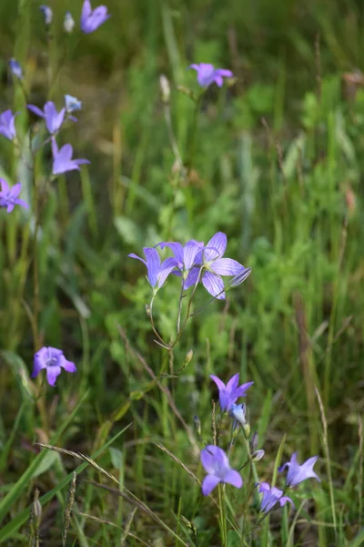 Campanilla Pradera Prado — Foto de Stock