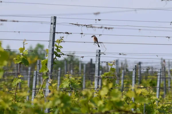 Male Red Backed Shrike Vineyard — Stock Photo, Image