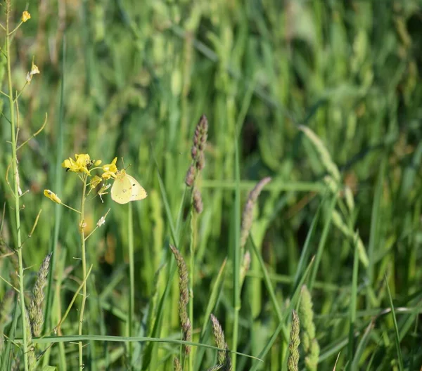 Pale Clouded Yellow Mustard — Stock Photo, Image