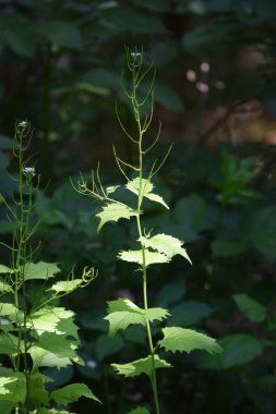 Ormanda sarımsaklı hardal