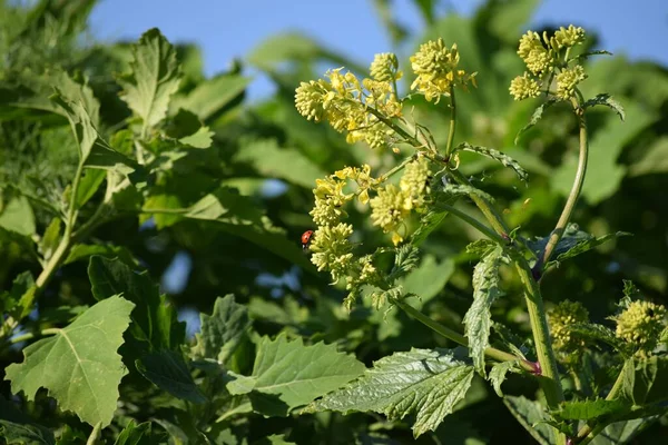 Uğurböceğiyle Bittercress — Stok fotoğraf