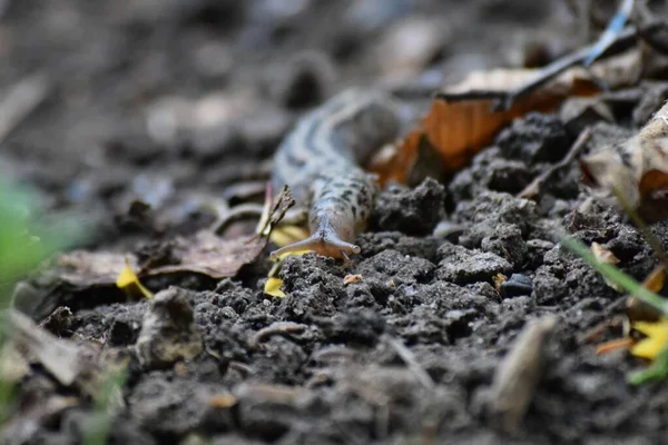 Tygří Slimák Zahradě — Stock fotografie