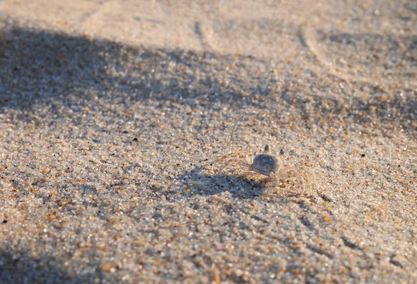 Ghost Crab On Beach — Stock Photo, Image