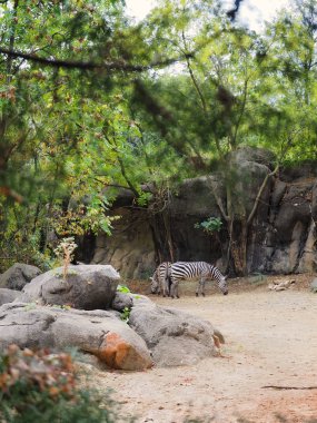 İki Zebra Poposu Otlakçılık