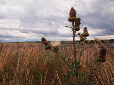 Canada Thistle Roadside Wyoming clipart
