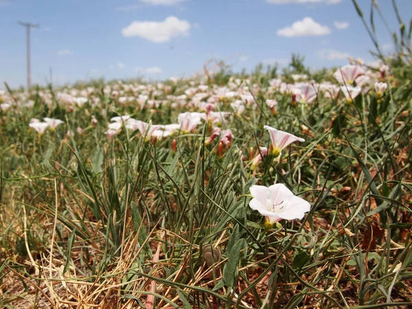 Field Bindweed Texas Ground Landscape — 스톡 사진