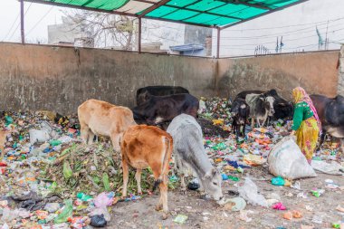 Lucknow, Hindistan - 3 Şubat 2017: Lucknow, Uttar Pradesh Eyaleti, Hindistan 'da çöp yiyen kutsal inekler