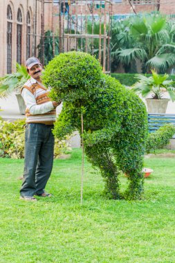 LUCKNOW, INDIA - FEBRUARY 3, 2017: Gardener shapes a bush into a shape of dinosaurus in Lucknow, Uttar Pradesh state, India clipart