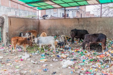 Lucknow, Hindistan - 3 Şubat 2017: Lucknow, Uttar Pradesh Eyaleti, Hindistan 'da çöp yiyen kutsal inekler