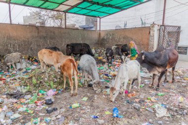 Lucknow, Hindistan - 3 Şubat 2017: Lucknow, Uttar Pradesh Eyaleti, Hindistan 'da çöp yiyen kutsal inekler