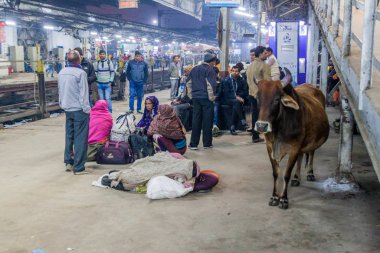 Lucknow, Hindistan - 3 Şubat 2017: Lucknow, Uttar Pradesh Eyaleti, Hindistan 'daki bir tren istasyonunda inek